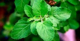 Basil Leaves: Wonderful Health Benefits of This Herb