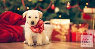 How to Surprise Your Child with a Pet This Christmas
